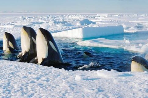 Πρεμιέρα στον ΣΚΑΪ κάνει το «Frozen Planet»