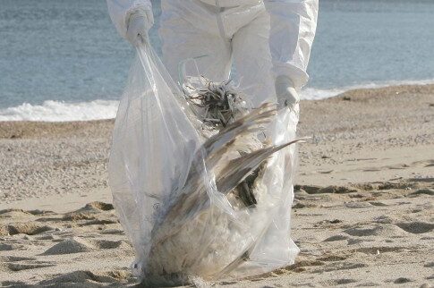 SOS για θανατηφόρο στέλεχος από τη γρίπη των πουλερικών