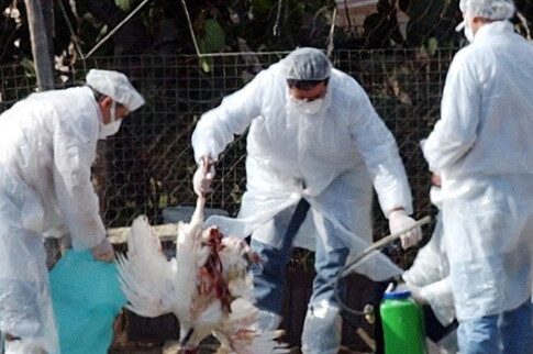 Τρόμος από μεταλλαγμένο ιό ανθεκτικό στα αντιικά φάρμακα