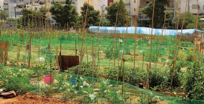 Ντομάτες και πιπεριές Αθηνών απ' τα μποστάνια της κρίσης