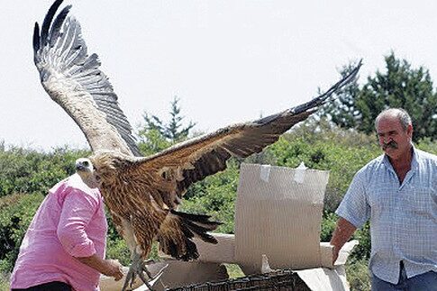 Αφησαν ελεύθερους δέκα γύπες στην Κρήτη και μπήκαν στο... βιβλίο των ρεκόρ Γκίνες!