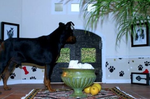 Χλιδάτες διακοπές για τυχερά σκυλιά