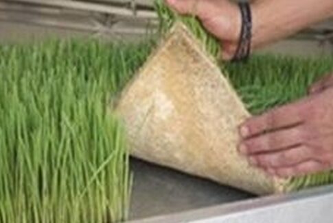 Πρωτοποριακή (ελληνική) ευρεσιτεχνία για υδροπονικές ζωοτροφές