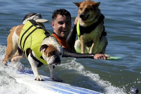Σκύλοι έγιναν... δεινοί surfers για καλό σκοπό