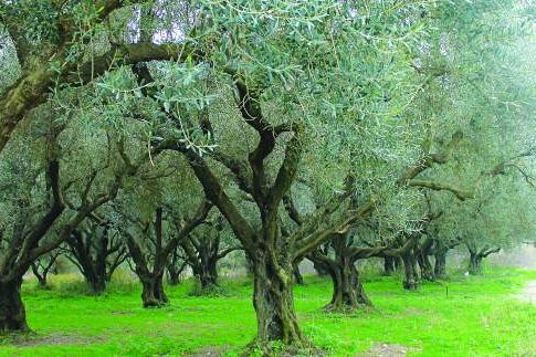 4.500 ελαιόδενδρα κινδυνεύουν να γίνουν κάρβουνα!