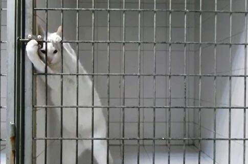 Prison Break σε...γατίσια εκδοχή!