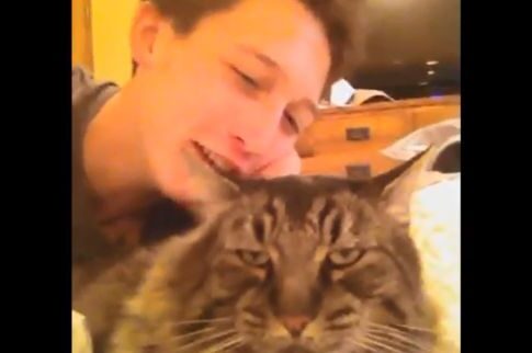 gatos