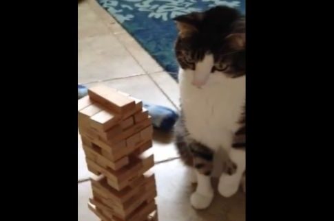 O γάτος που παίζει jenga με το αφεντικό του!