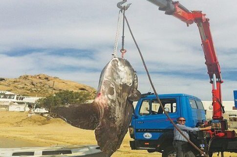 Με γερανό έβγαλαν το τεράστιο φεγγαρόψαρο (250 κιλών!) που έπιασε Μυκονιάτης