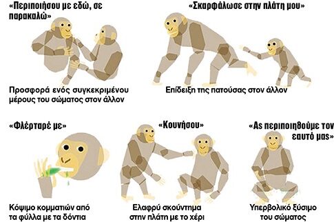 Η γλώσσα των χιμπατζήδων και ο κώδικας επικοινωνίας!