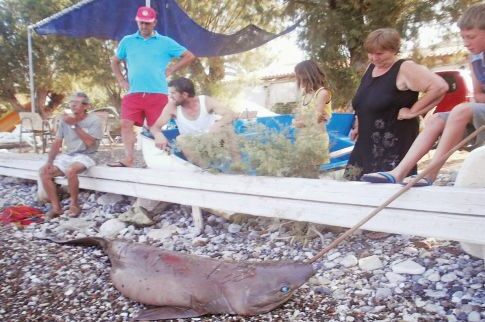 Ψάρεψε καρχαρία μήκους δυόμισι μέτρων στα Ιρια Αργολίδας