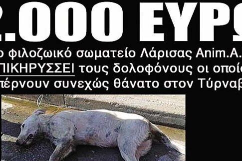 Τους επικήρυξαν με 2.000 ευρώ για τη θανάτωση είκοσι σκύλων