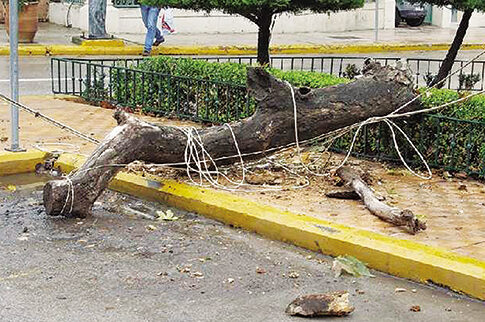 Εσπασε πελώριο κλαδί πλάτανου (στη Λιβαδειά) και έστειλε τρία άτομα στο νοσοκομείο