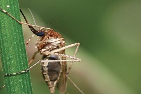 Συμβουλές για τη μάχη κατά των εντόμων