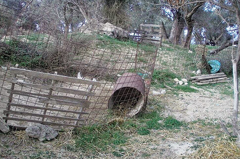Φρίκη με τα «βαρελόσκυλα»