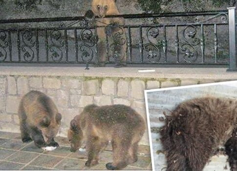 Μέτσοβο: Δίνει μάχη στην «εντατική» ένα από τα τρία αρκουδάκια!