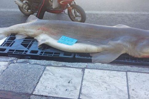 Ψάρεψαν γαλέο γίγαντα βάρους 310 κιλών και μήκους 3,2 μέτρων