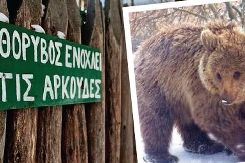Φλώρινα: Το κρύο έστειλε τις αρκούδες του Αρκτούρου για ύπνο!
