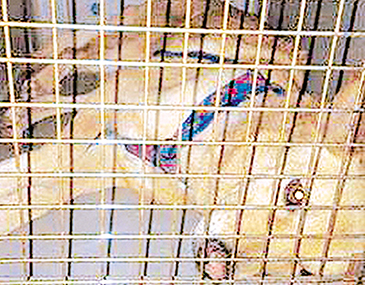 Ενα από τα σκυλάκια που σώθηκαν στο Ηράκλειο της Κρήτης