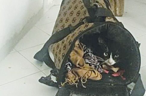 H περιπέτεια της Λόλα
