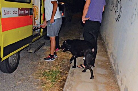 Η συγκινητική ιστορία με τον σκύλο ηλικιωμένης