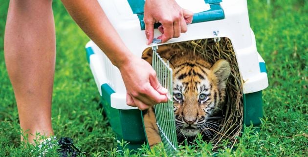 Τιγράκι Σιβηρίας έτοιμο να ανακαλύψει τον κόσμο του ζωολογικού κήπου
