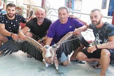 Ψαράδες έσωσαν σπάνιο γυπαετό που βρέθηκε τραυματισμένος πάνω στα βράχια
