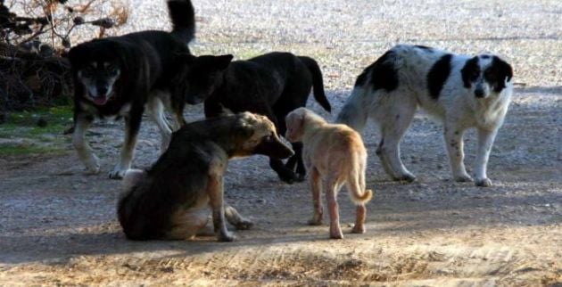 Διεστραμμένος Κινέζος χτυπούσε και βίαζε αδέσποτα σκυλάκια