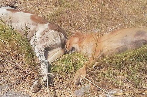 Κτήνη σκότωσαν και έγδαραν τρία σκυλιά