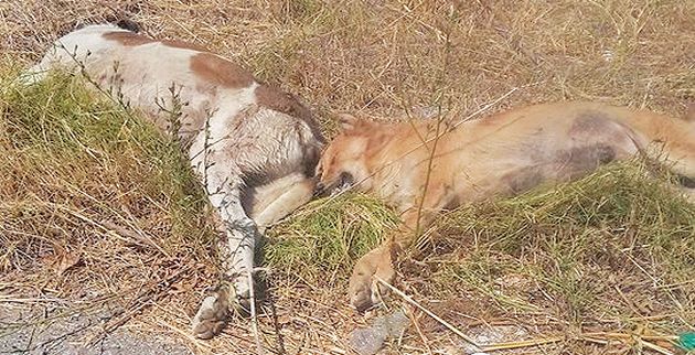 Κτήνη σκότωσαν και έγδαραν τρία σκυλιά