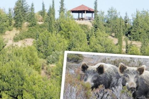Αγέλες από αγριογούρουνα στο δάσος του Σέιχ Σου!