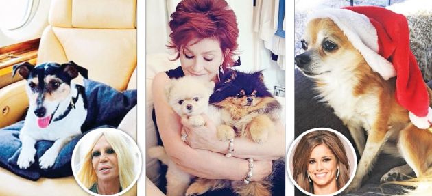 Από αριστερά: Η Ντονατέλα Βερσάτσε, η Σάρον Οσμπορν και η Σέριλ Κόουλ με τα σκυλάκια τους