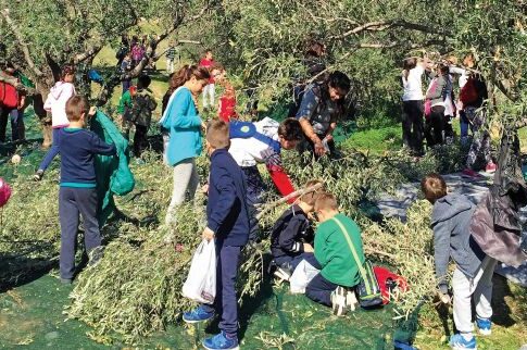 Λάδι για απόρους από τις ελιές του δήμου στη Γλυφάδα