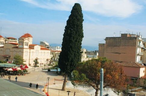 Αργος: 2.000 υπογραφές για να σωθεί κυπαρίσσι 150 ετών