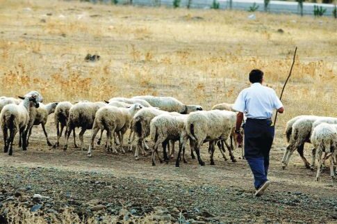 Εκλεψε πρόβατα και τα έβαψε (!) μαύρα