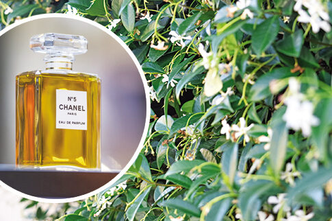 Το τρένο απειλεί το Chanel No5