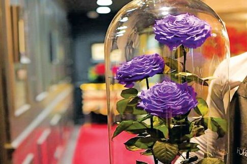 ΦΑΙΝΟΜΕΝΑ: Τα αθάνατα (!) τριαντάφυλλα