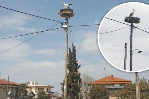 Το «χωριό των πελαργών»