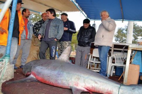 Αργολίδα: Ψάρεψαν καρχαρία 300 κιλών