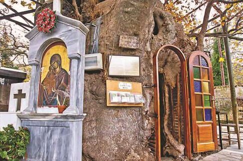 Η Παναγία η Πλατανιώτισσα στην «αγκαλιά» τριών υπεραιωνόβιων δέντρων