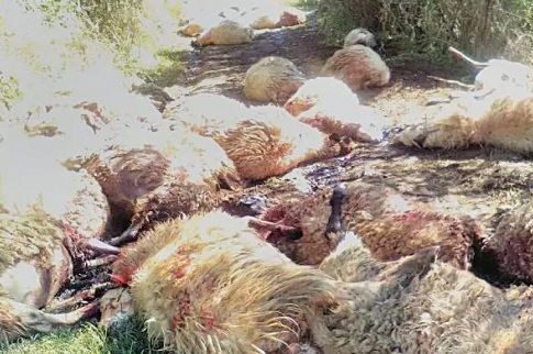 Ηλεία: Του κατέσφαξαν όλο το κοπάδι με τα πρόβατα!