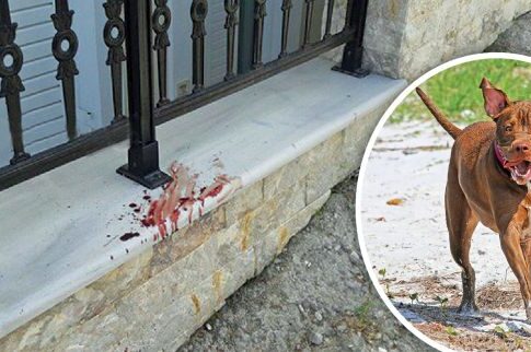 Κρήτη: 160 (!) ράμματα στο πρόσωπο από επίθεση πίτμπουλ