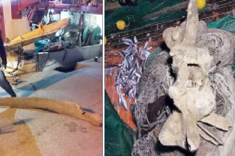 Ψαράς στην Κυλλήνη βρήκε οστά από παράξενο φαλαινοειδές