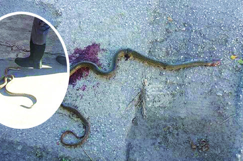 Τους έζωσαν τα... φίδια