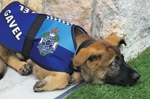 Σκύλος που απέτυχε στην αυστραλιανή αστυνομία έγινε «αντιβασιλέας»