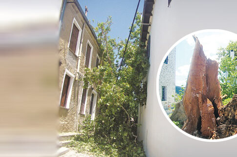 Κόπηκε ξαφνικά ο πλάτανος της Πορταριάς που είχε φυτέψει πριν από 180 χρόνια ο Παπαδιαμάντης