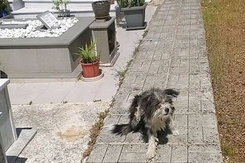 Σκυλάκι δεν θέλει να αποχωριστεί  την νεκρή αφεντικίνα του