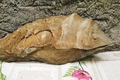 Προϊστορικό απολίθωμα ψαριού στο Φαράγγι της Σαμαριάς