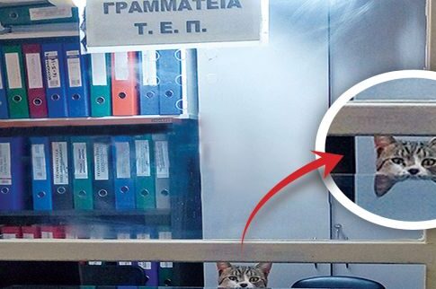 Ψιψίνα σε ρόλο «γραμματέως» στα Επείγοντα του Nοσοκομείου Σπάρτης