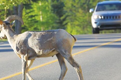 Αδέσποτος τράγος προκάλεσε τροχαίο στην Κρήτη